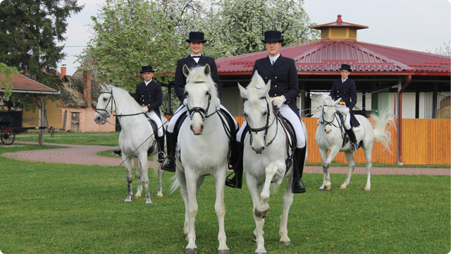 Lipicanci (Državna ergela Đakovo)