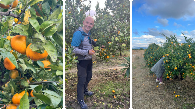Nereland berba mandarina