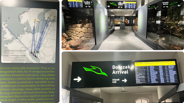 Prirodoslovni muzej Metković - prikaz selidba ptica